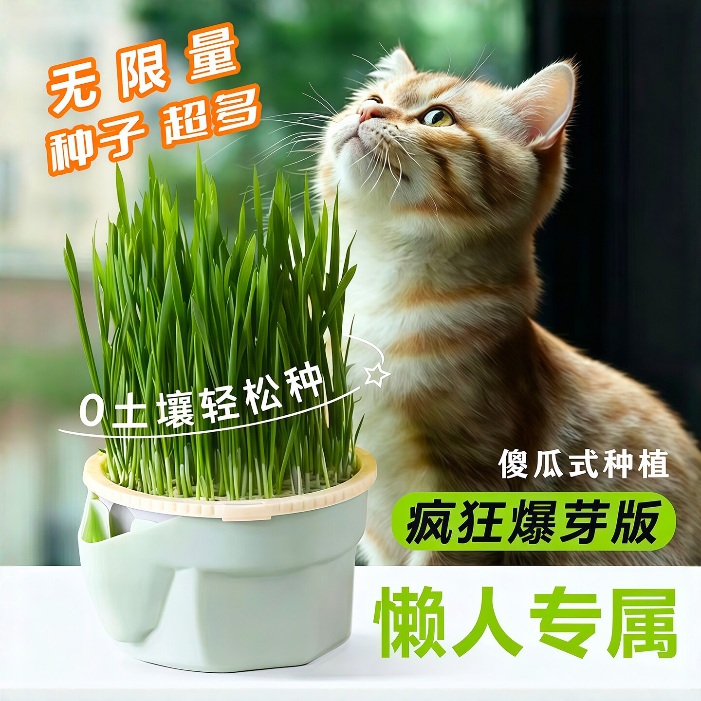 懒人水培猫草化毛排毛球零食盆栽