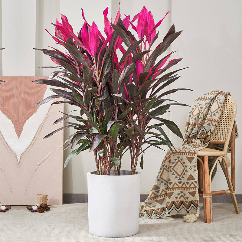 红叶朱蕉客厅绿植室内去甲醛净化空气大型盆栽红叶铁大棵网红植物