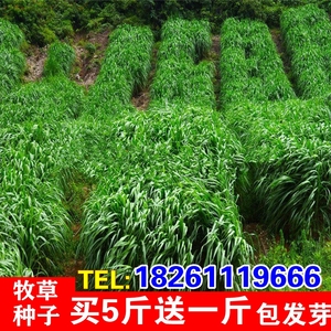 进口多年生南北方鸡鸭鹅牧草种子