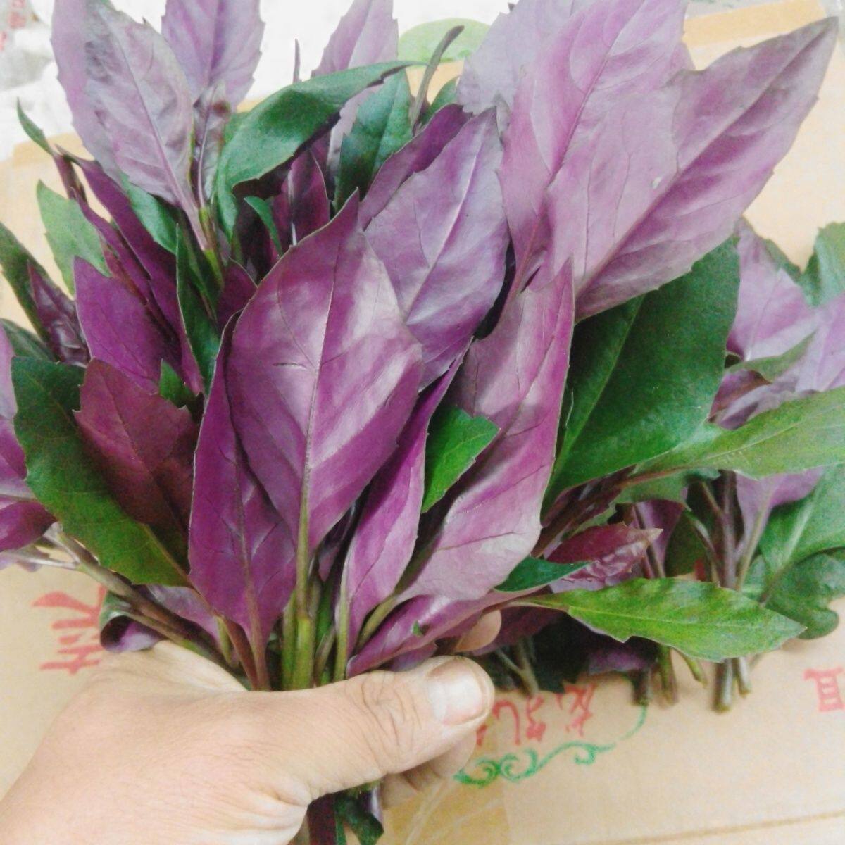 血皮菜四川紫背菜观音菜嫩叶现摘现发农家自种当季紫皮菜新鲜蔬菜