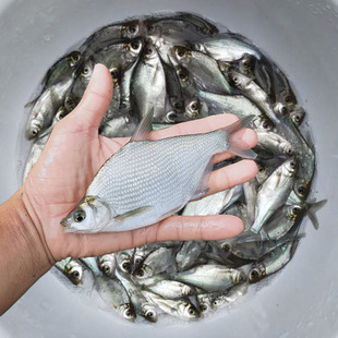 鳊鱼鱼苗淡水大草鳊夏花小武昌鱼活体团头鲂养殖三角边鱼食用包邮