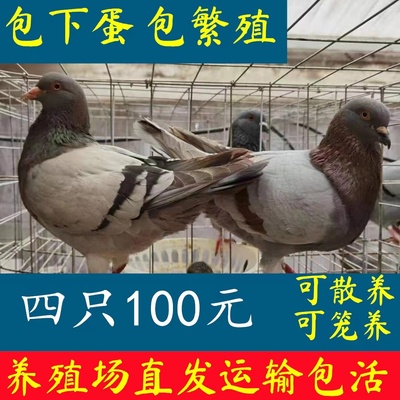 活鸽子一对白羽王种鸽包下蛋鸽子银王鸽瓦灰鸽青年鸽家养鸽子活物
