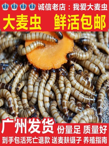 大麦虫活虫黄粉虫面包虫金银龙鱼观赏鱼饲料乌龟刺猬画眉鸟食包邮