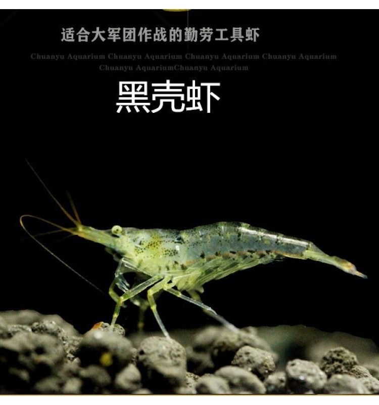 黑壳虾观赏虾工具虾除藻虾乌龟龙鱼活体饲料冷水淡水虾鱼缸草清洁
