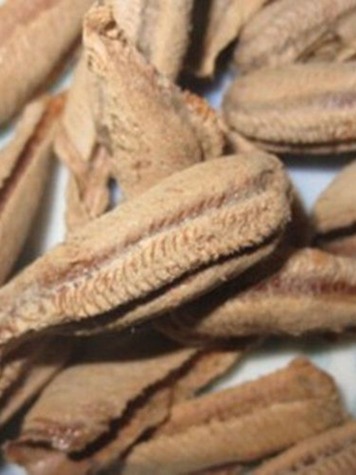 宠物螳螂广斧螳螂儿童教学卵鞘中华大刀刺花兰花魔花枯叶菱背螳螂