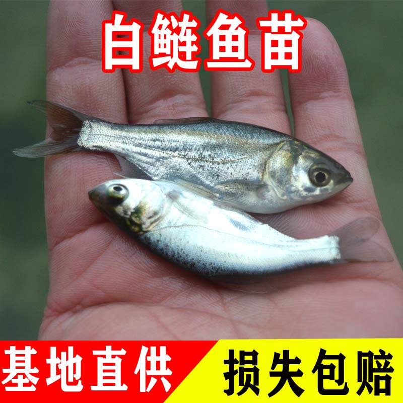 白鲢鱼苗活体淡水养殖食四大家