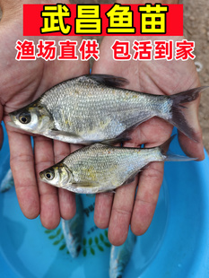 武昌鱼苗淡水养殖食用鳊鱼苗活体扁鱼小鳊鱼三角鲂团头鲂鱼苗