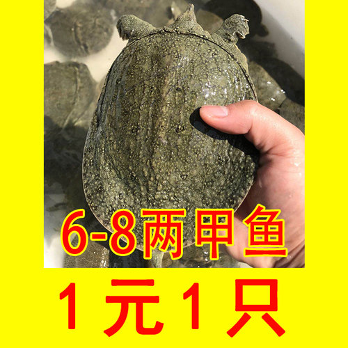 外塘甲鱼苗活体小甲鱼童子鳖放养养殖鳖半斤水鱼团鱼甲鱼食材