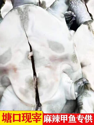 麻辣甲鱼苗老鳖生鲜宰杀代杀57869两1斤批卤味鲜活食用发水产包邮