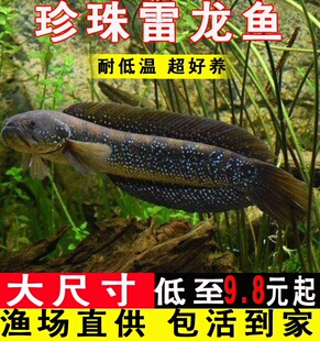 七星鱼淡水养殖凶猛冷水山斑鱼耐氧好活秤星鱼苗观赏珍珠雷龙月鳢
