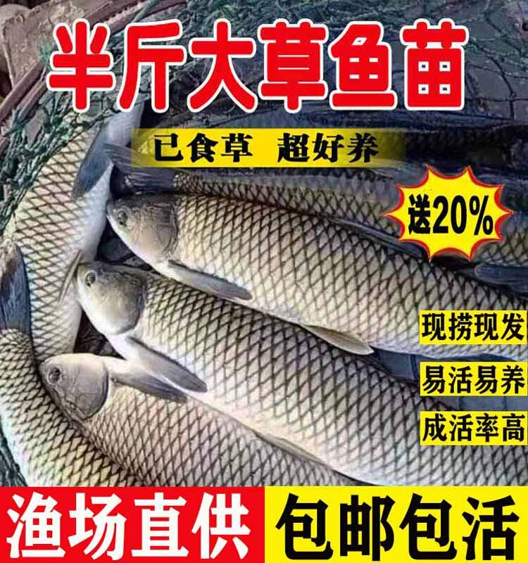 草鱼鱼苗淡水养殖食用半斤特大草鱼苗食蚊小草鱼活鱼苗草鱼苗