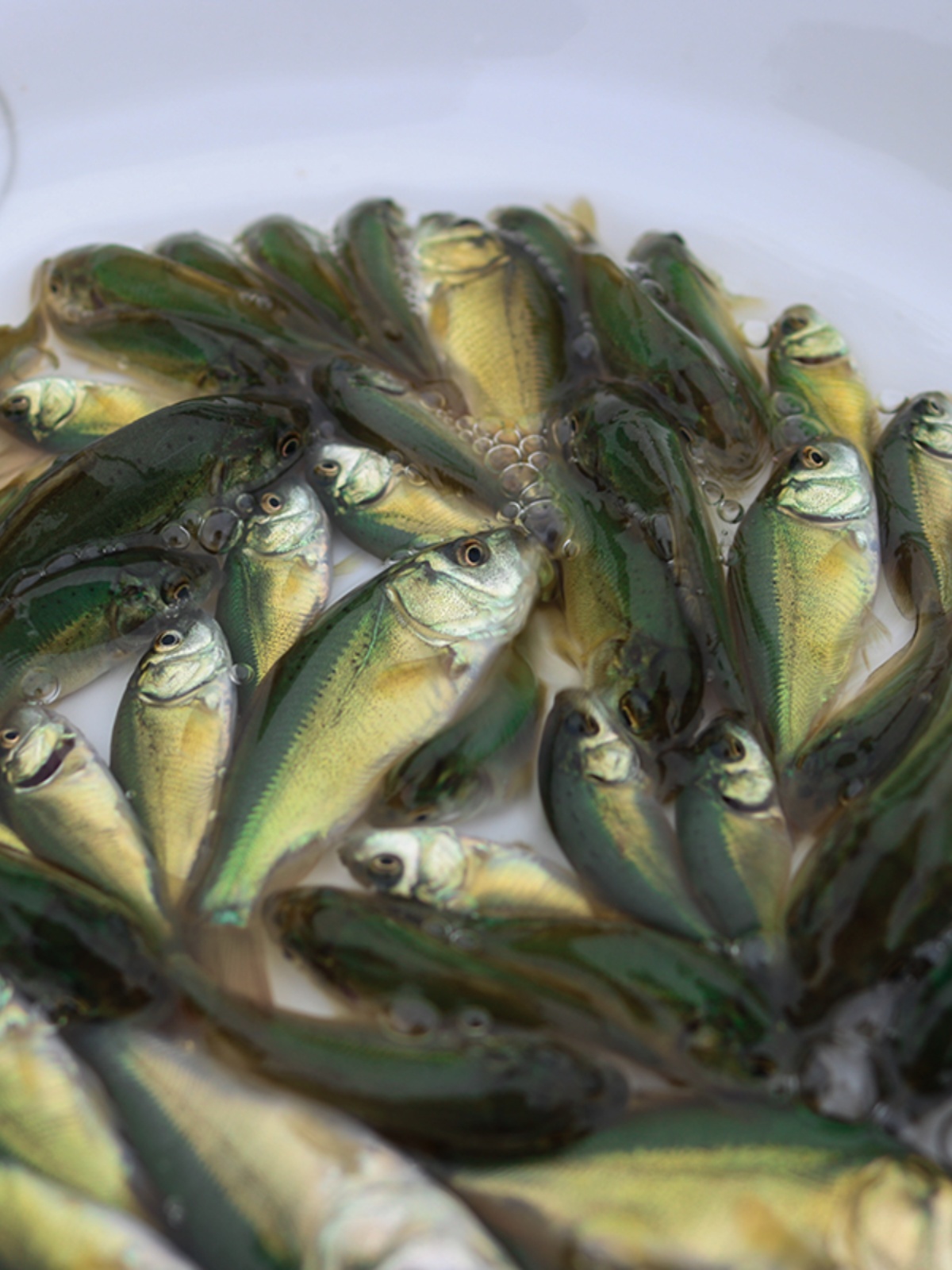 鲤鱼鱼苗无甲无鳞养殖食用淡水鱼好养活冷水活体德国镜鲤大型裸斑