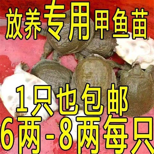 6两8两小甲鱼苗活体养殖放养套养散养中华鳖鳖苗小王八水鱼团鱼苗
