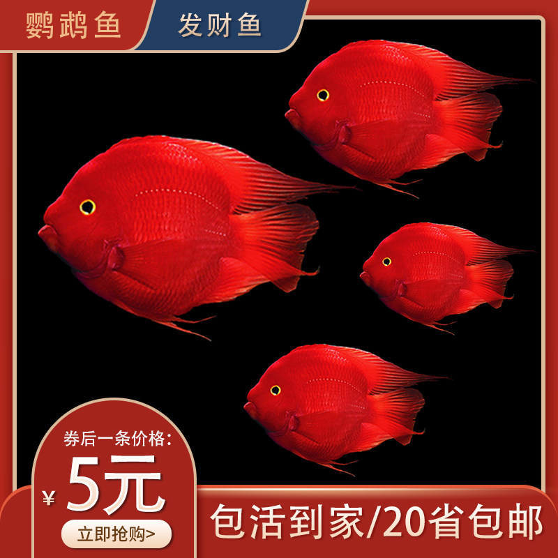 血鹦鹉鱼发财鱼元宝红财神金刚鹦鹉鱼苗活体风水地图鱼热带观赏鱼图片
