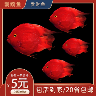 血鹦鹉鱼发财鱼元宝红财神金刚鹦鹉鱼苗活体风水地图鱼热带观赏鱼
