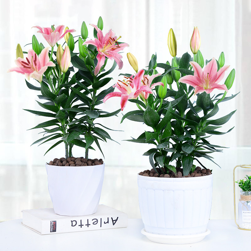 百合花盆栽带花苞阳台庭院好养活绿植室内外客厅四季开花花卉植物