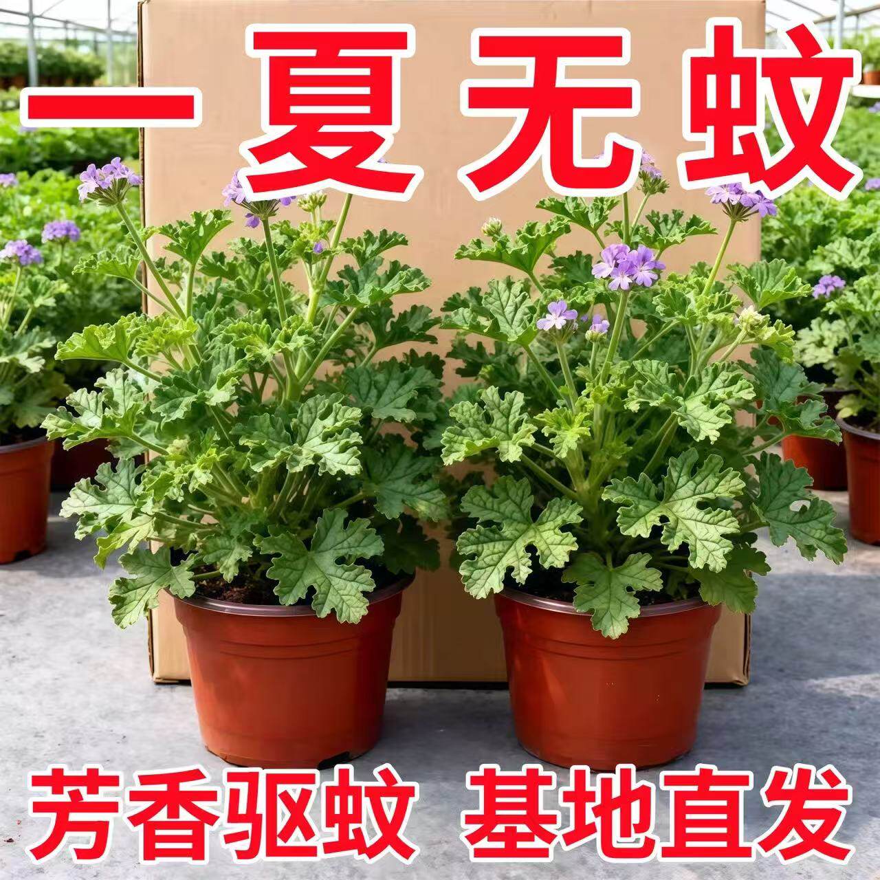 驱蚊草盆栽植物室外室内绿植驱蚊种籽苗庭院香叶天竺葵开花防蚊虫