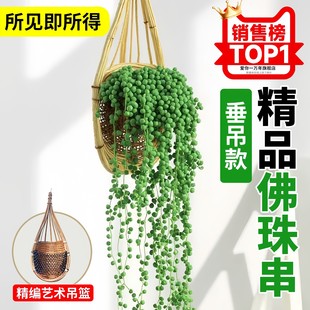 佛珠霸王蕨多肉植物吊兰爱之蔓长藤垂吊好养花卉室内绿植净化空气