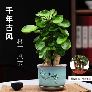 常青 金钱兜盆栽好养植物钱多多福禄桐办公室桌面绿植室内客厅四季