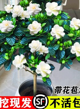 独杆棒棒糖栀子花盆栽花卉植物室内带花苞阳台绿植浓香型树苗好养