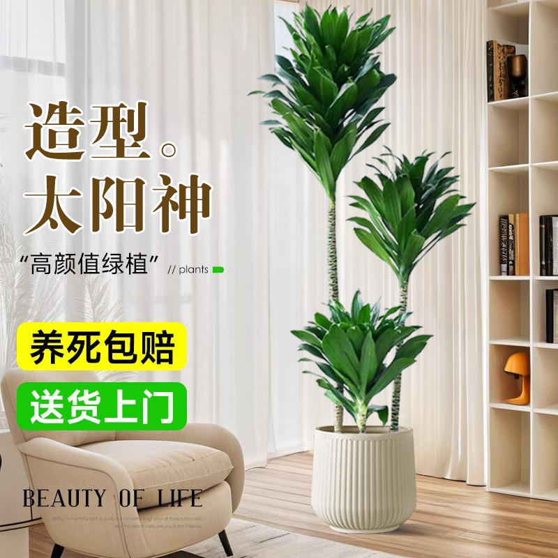 太阳神绿植室内大型客厅物