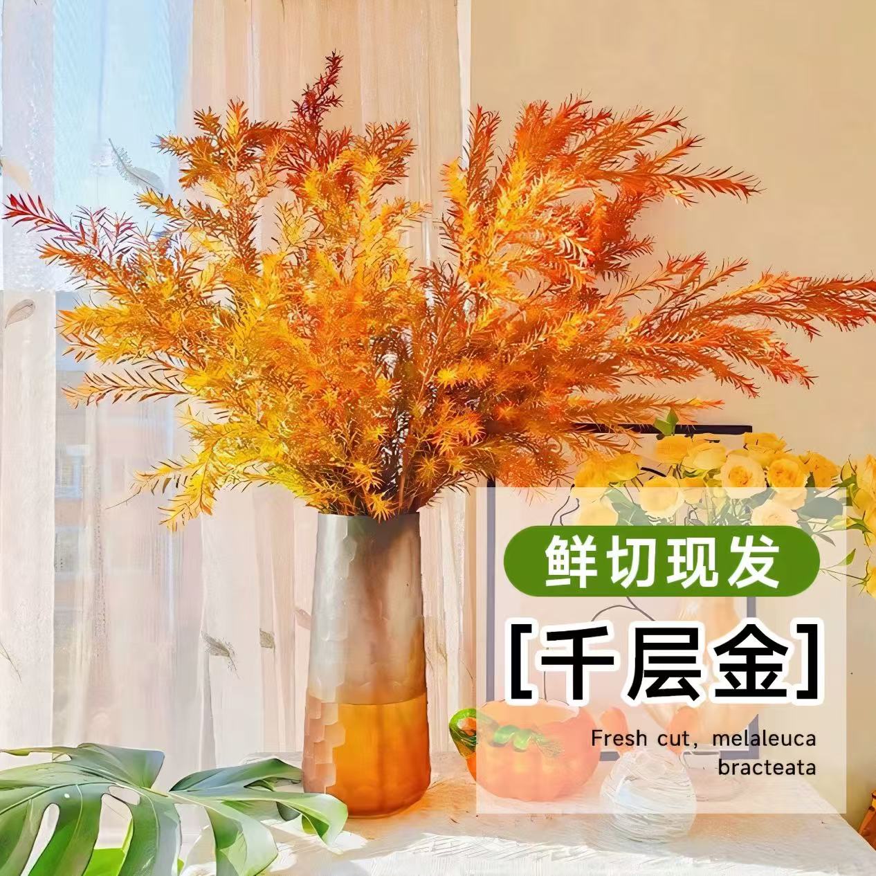 鲜切千层金自带清香桌面植物