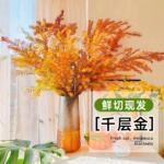 千层金鲜花黄金香柳鲜切花绿植真花水培植物桌面干花花束插花好养