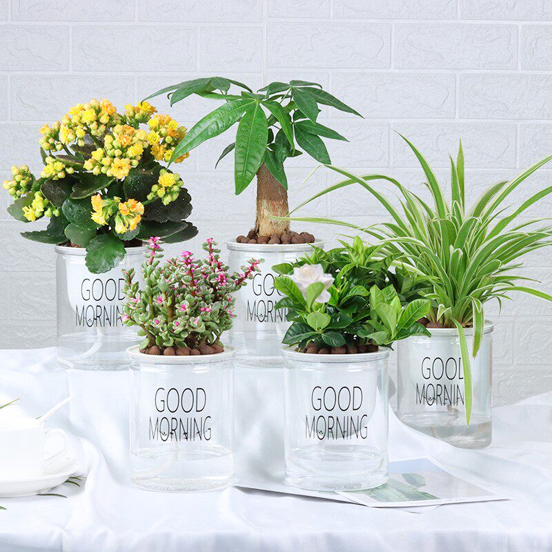 绿萝盆栽室内发财树长寿花仙人掌栀子花吊兰文竹虎皮兰多肉植物