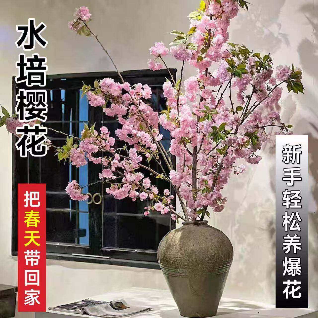 鲜切樱花水培植物真花干支花卉室内办公室盆栽水养鲜枝珍珠李绿植,鲜花速递/花卉仿真/绿植园艺,花材,淘宝优惠券,粉丝福利购,淘宝优惠卷