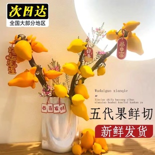 水培五代同堂黄金果鲜花水养植物福禄果鲜切花五指茄插花年宵花
