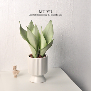 白玉虎皮兰盆栽绿植办公室内桌面耐阴好养耐旱四季好养网红植物