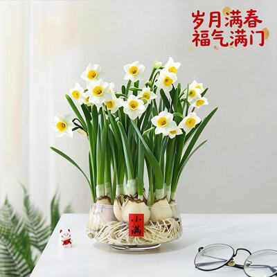 漳州水仙花盆栽室内培植物