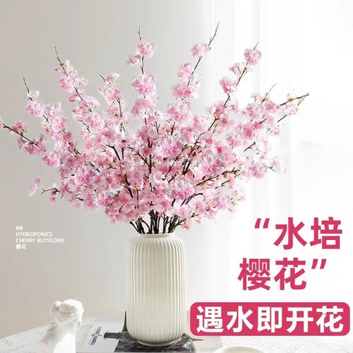【遇水开花】室内桌面四季好养