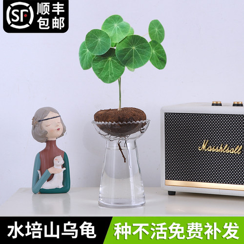 山乌龟室内桌面阳台四季好养