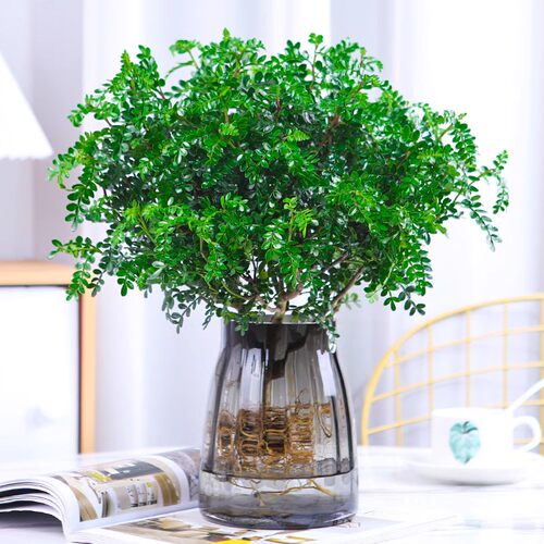 清香木室内桌面四季好养