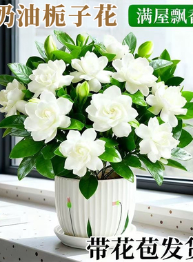 栀子花盆栽带花苞树苗室内客厅阳台好养多季开花植物浓香花卉绿植