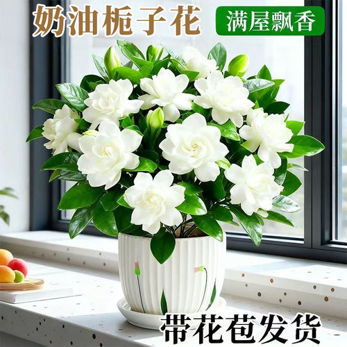 栀子花盆栽带苞树苗室内客厅