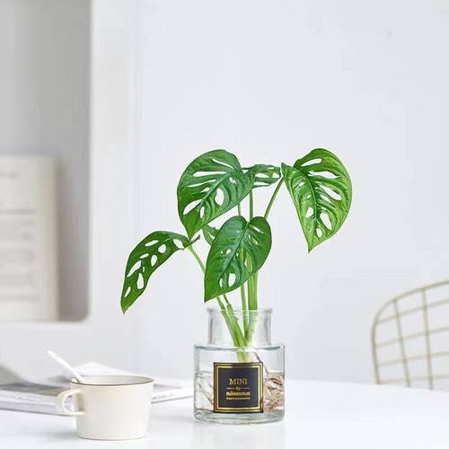 仙洞龟背竹室内桌面四季好养