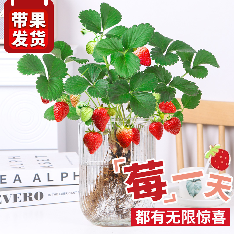 【带花带果】草莓苗四季好养