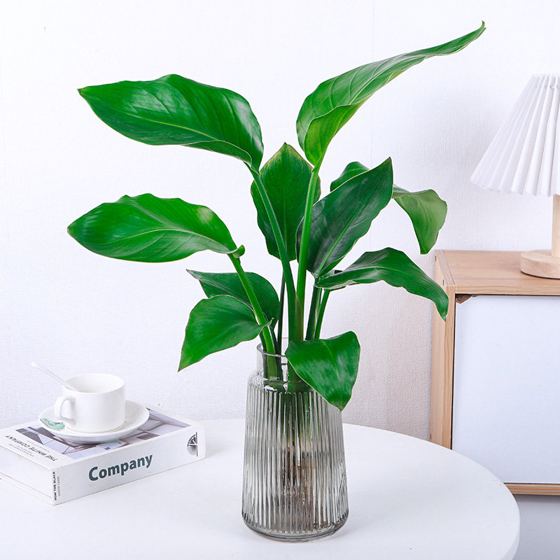 水培植物天堂鸟盆栽鹤望兰水养绿植客厅桌面净化空气四季常青花卉
