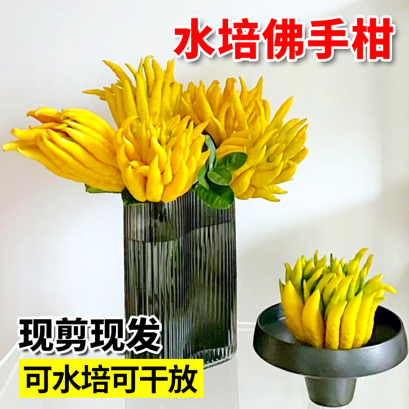 佛手柑天然香薰水培植物室