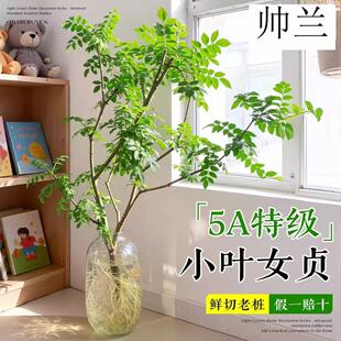 小叶女贞水培老桩造型树绿植物四季常青水养毛叶丁香木观叶绿植