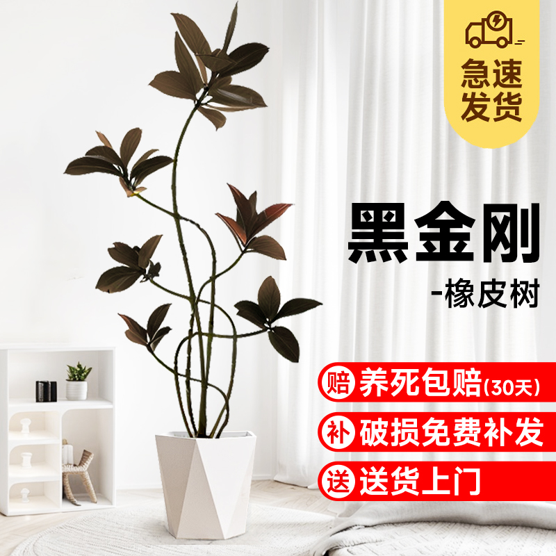 擎程橡皮树大型落地植物黑金刚