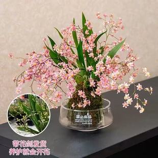 文心兰苔藓球粉色带花苞盆栽客厅室内香水梦香兰花卉年宵花植物