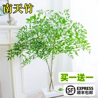 南天竹水培植物室内桌面好养花卉鲜切枝吊钟绿植马醉木平替植物