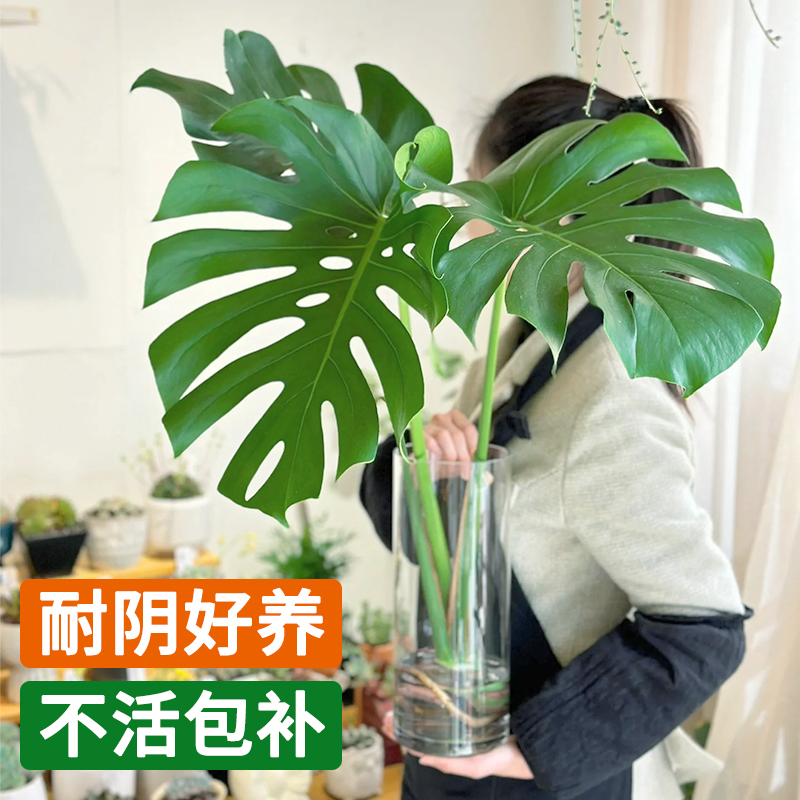 水培植物龟背竹盆栽老桩绿萝大叶室内客厅桌面绿植耐阴好养盆景