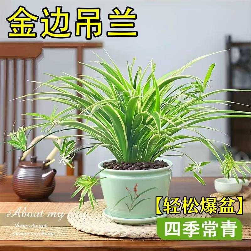 金边吊兰盆栽花卉植物四季好养活绿植室内盆栽客厅阳台吊篮好养