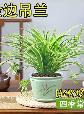 金边吊兰盆栽花卉植物四季好养活绿植室内盆栽客厅阳台吊篮好养