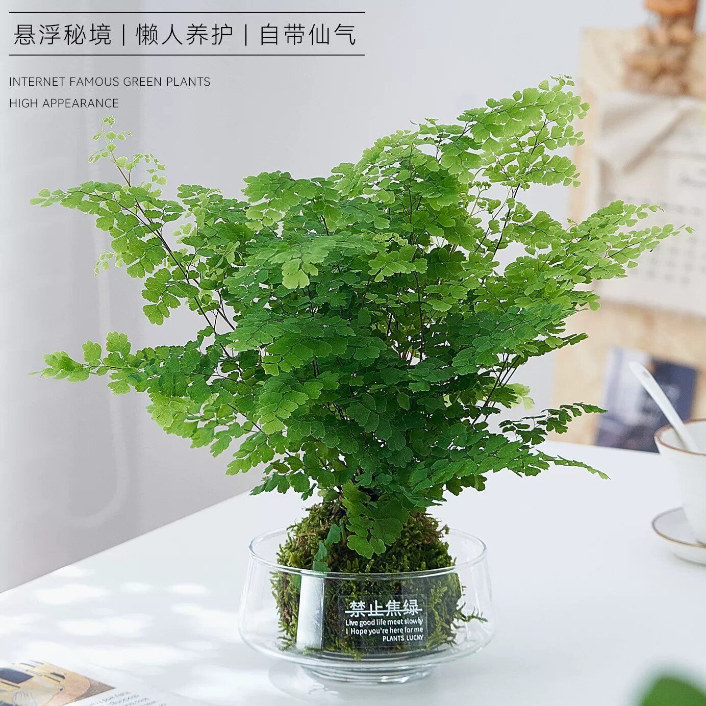 铁线蕨苔藓球水培植物办公室内好养懒人植物蕨类绿植盆栽居家耐阴