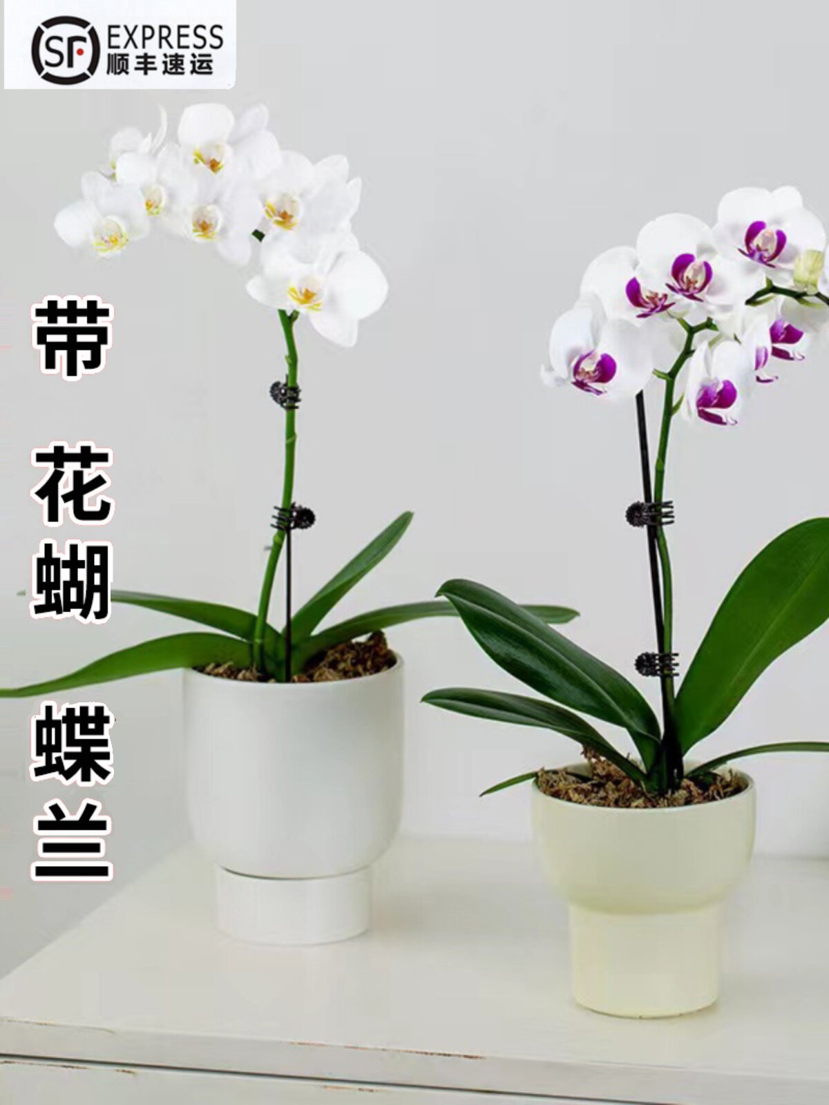 蝴蝶兰花苗盆栽带花发货兰花大苗蝴蝶兰